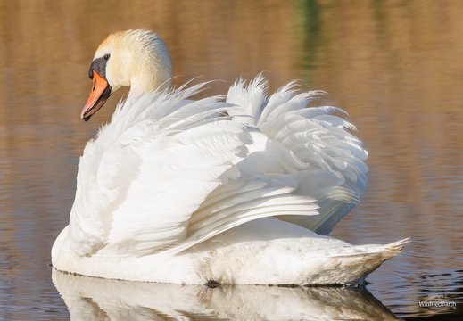 Höckerschwan